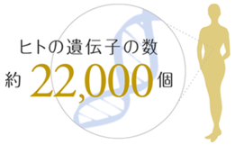 ヒトの遺伝子の数は約22,000個